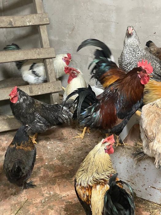 Продам самых красивых петухов.