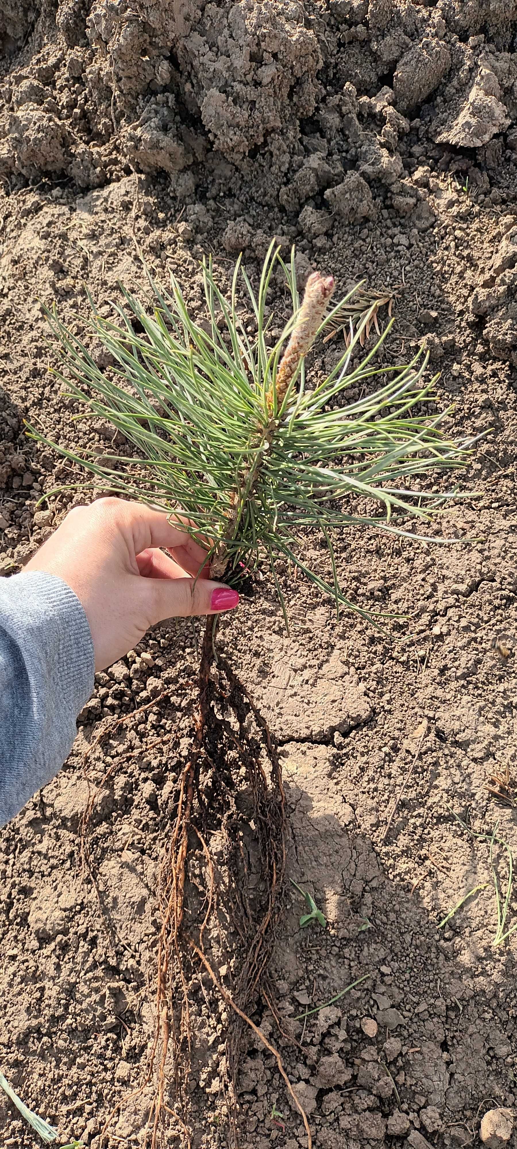 Pinus Nigra 15-20 cm