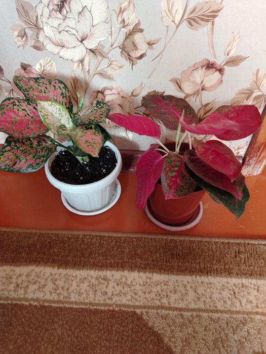 Продам комнатные растения