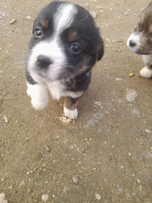 Donez catei rasa comuna