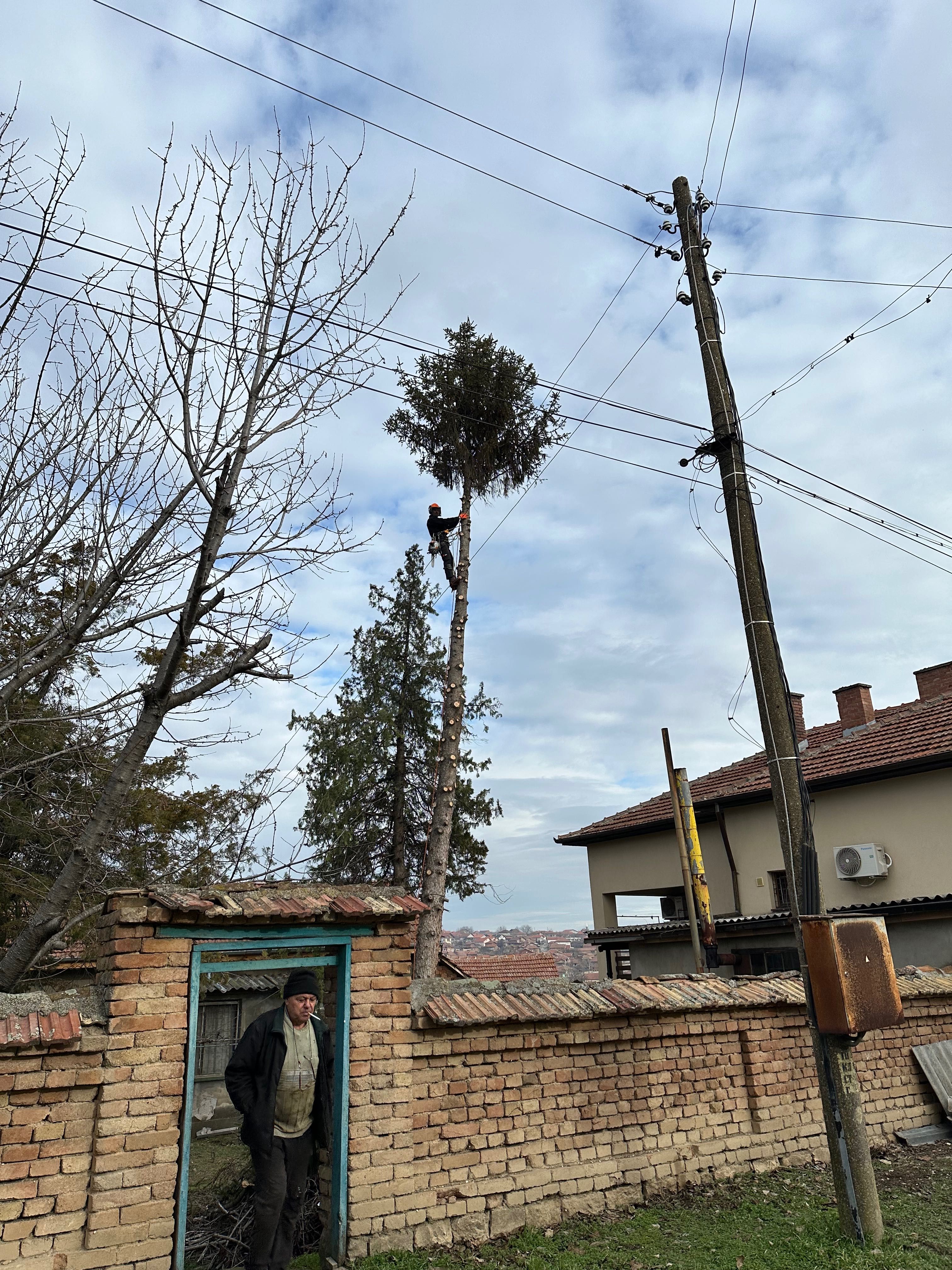 Професионално Рязане на Опасни Дървета!