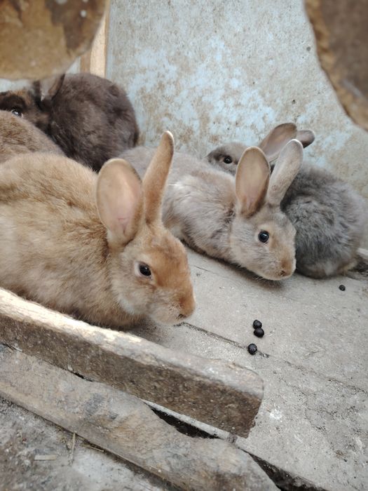 Quyonlar sotiladi 3.5 oylik