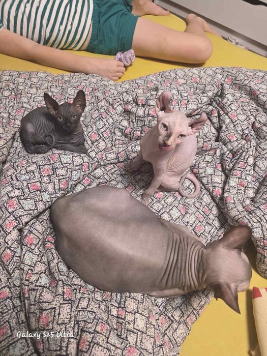 Канадски сфинкс и едно ЕЛФ