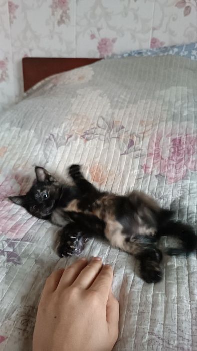 Отдам котёнка в хорошие руки