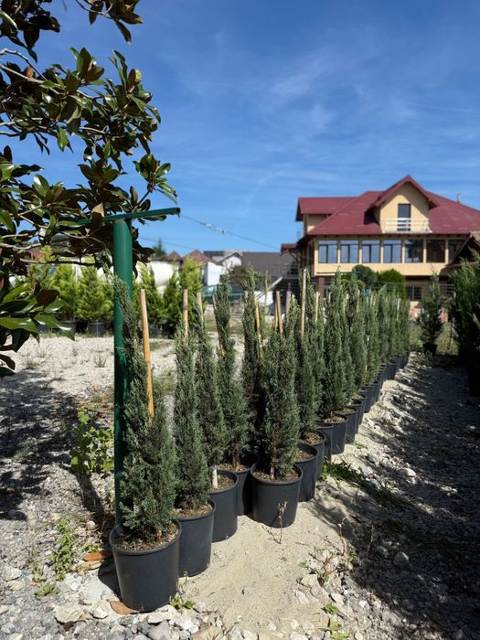 Plante ornamentale leylandii spirale maslin palmier orice specie