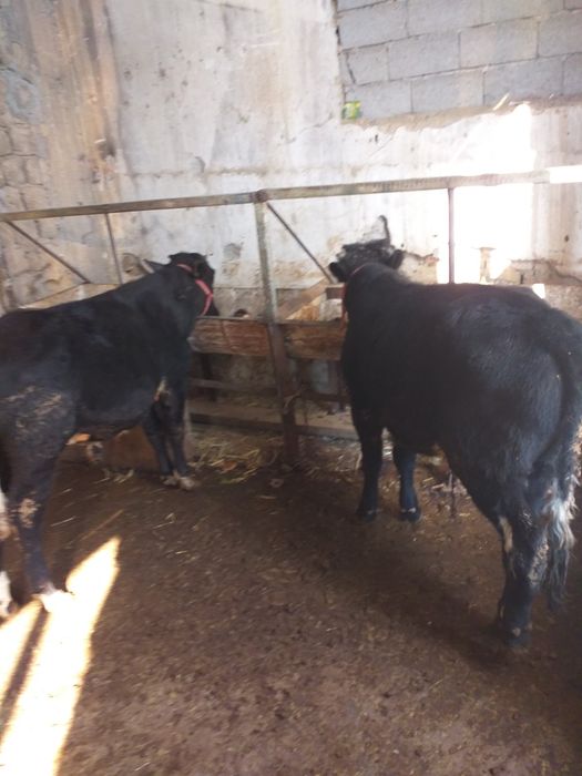 Mollar sotiladi 2 ta navosch 8 oylik