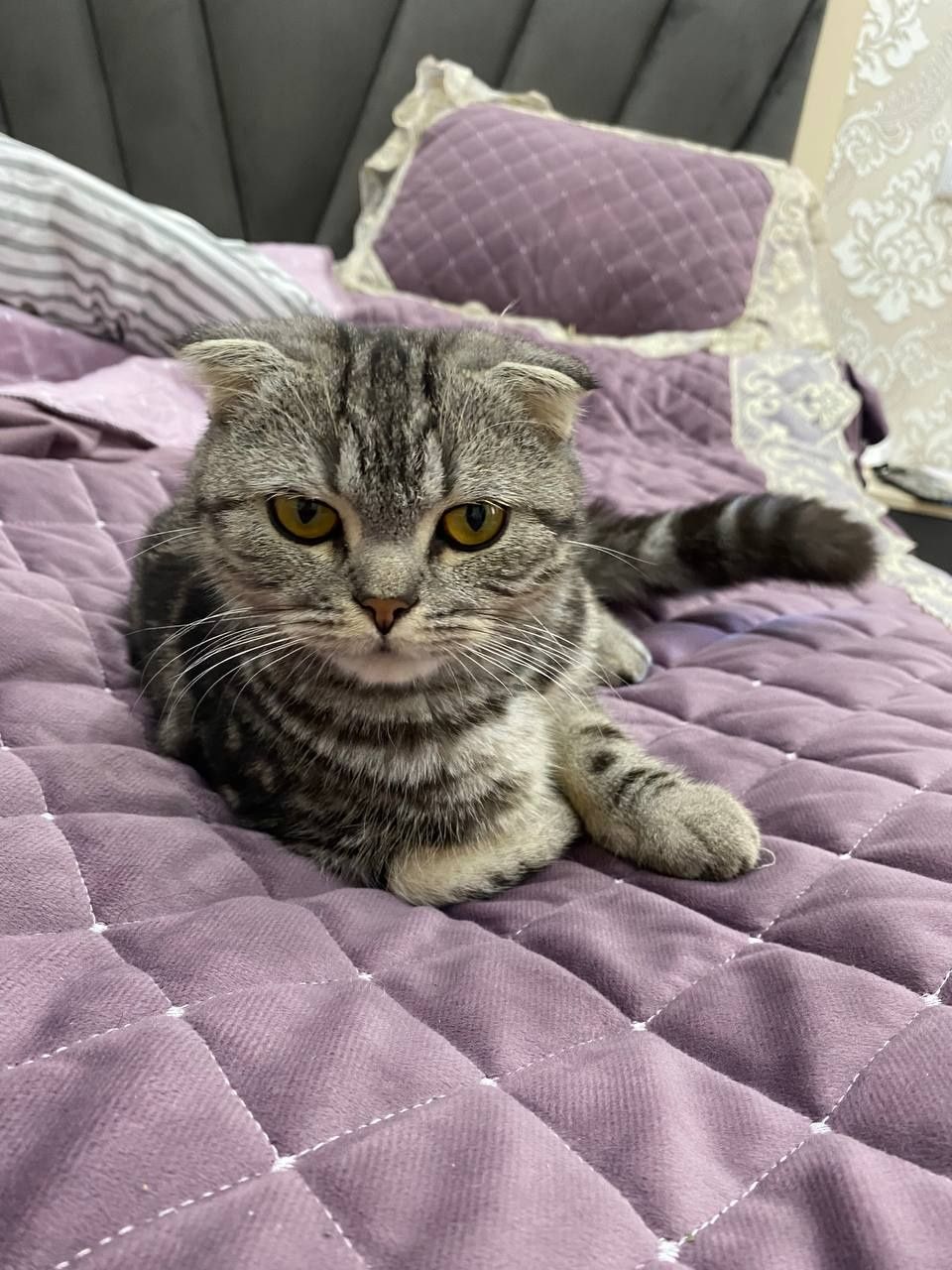 Mushuk scottish fold