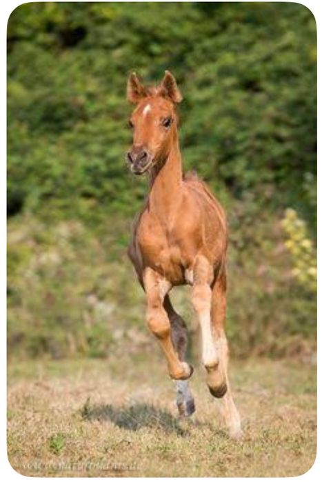 Жеребята в Усть-Каменогорске