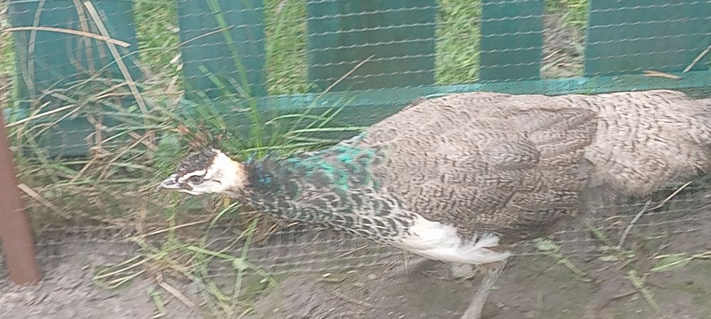 Păun pui mascul de anul acesta și fazani auri