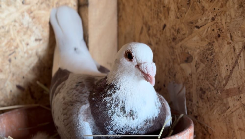 Porumbei Voiajori (Hațeg, Calan, Deva)