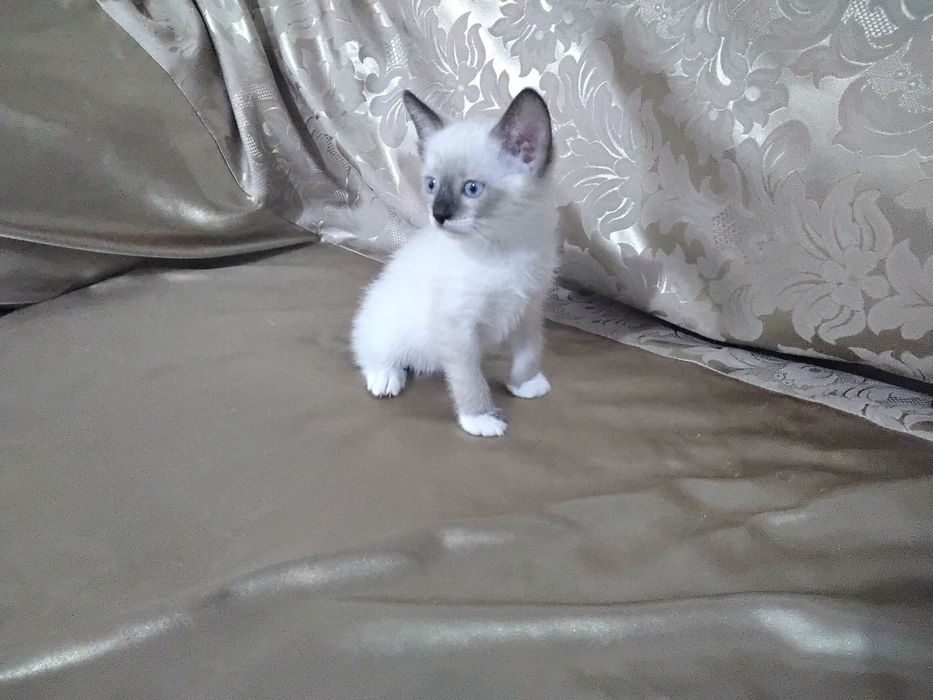 Отдадим симпатичного котенка.