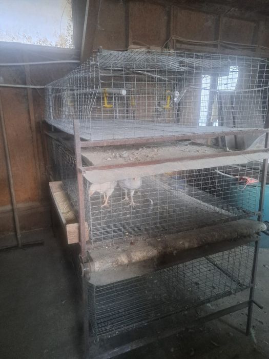 Vand baterii/ custi pentru gaini ouatoare