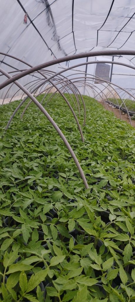 Продавам разсад за безколови домати