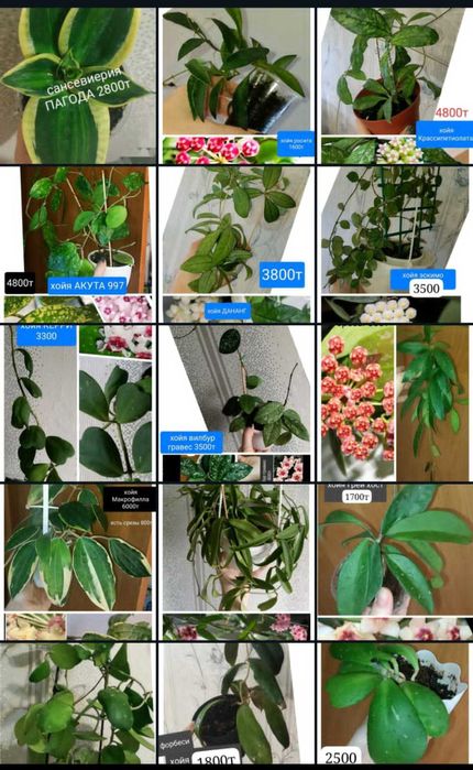 Продам комнатные цветы подходят для офиса квартиры котеджа лллллллоьло