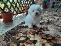 bichon maltez 6 saptamani