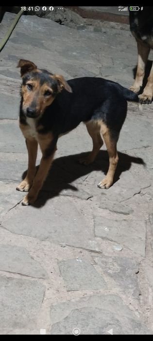 Собака кабель Ягдтерьер