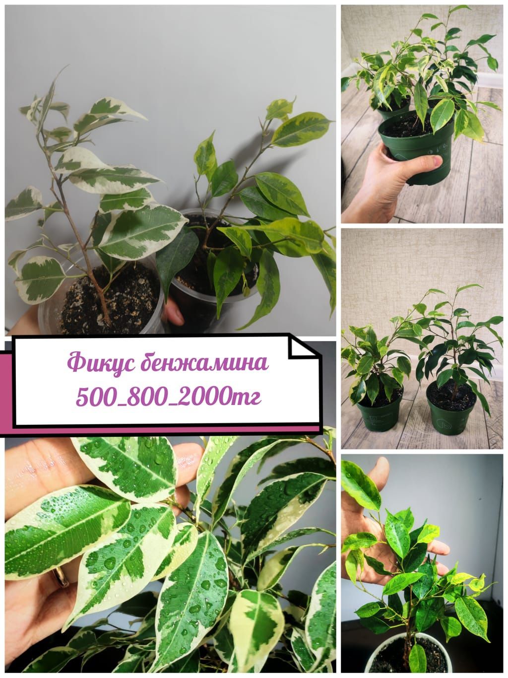 фикус , сансевиля,алое,калатн,шефлера.