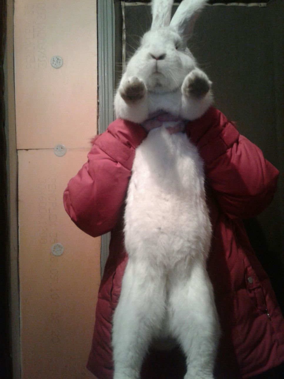 Кролик белый фландер