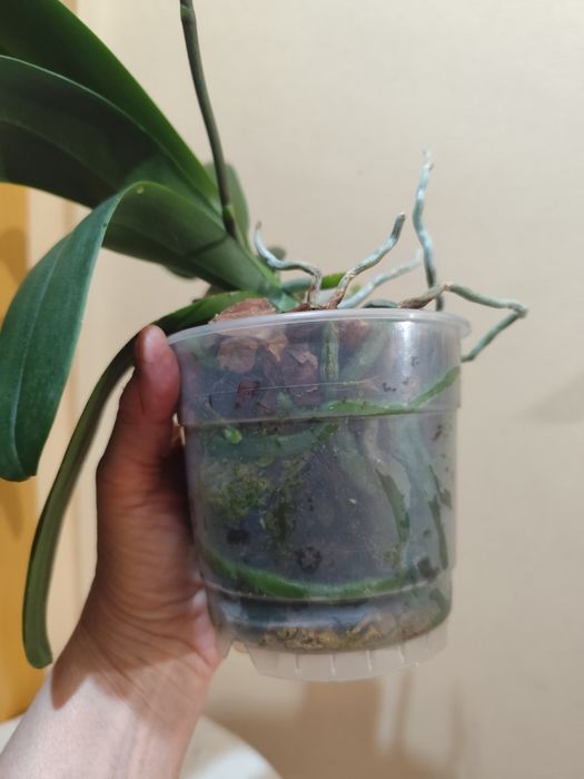 Продаю орхидею Дикий кот