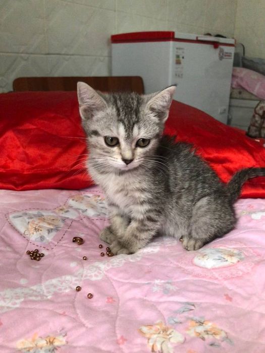 Британская катять 3 мес зотли Пародостый