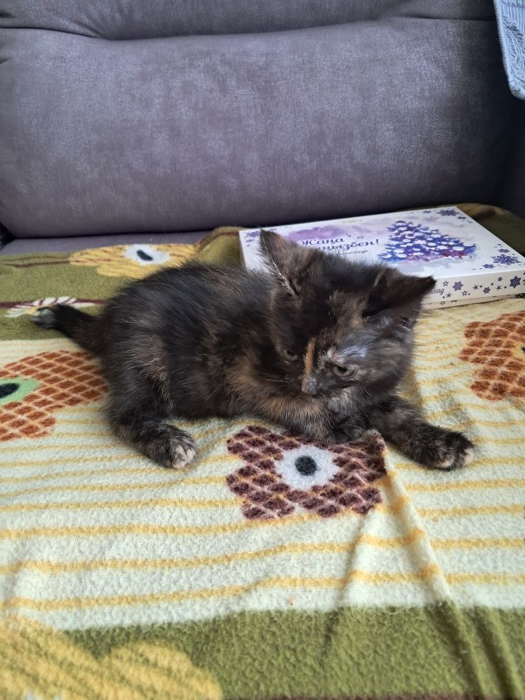 Отдадим котёнка девочку в хорошие руки