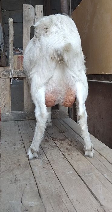 Сауынды ешкі сатылады