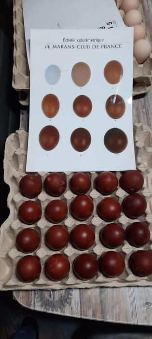 Marans oua de incubat