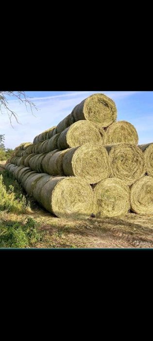 Шөп сатылады рулонмен Жаркент