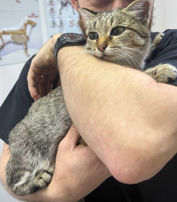 Кисуня по кличке Маша ищет дом.