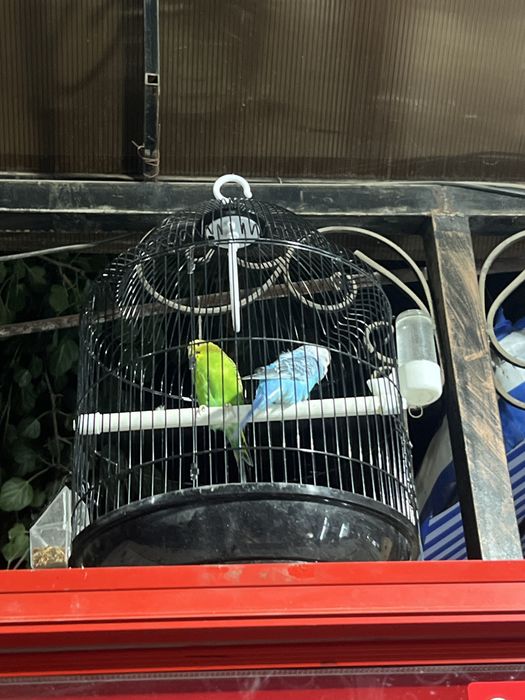 Balnisti totilar sotiladi ishlashi boshlagan qushla 1 para 3 ta tuhimi