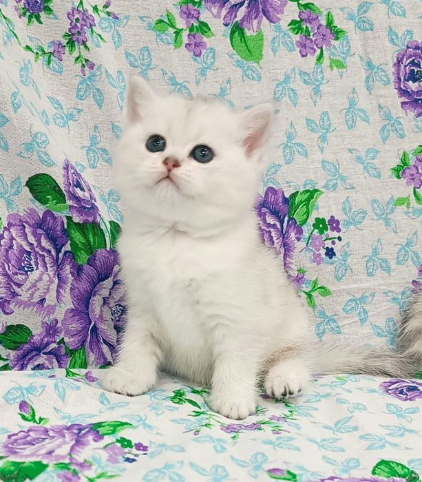 Продаётся британский котёнок мальчик