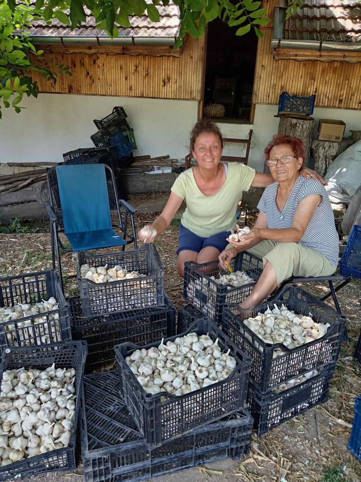 Чесън от село Садина