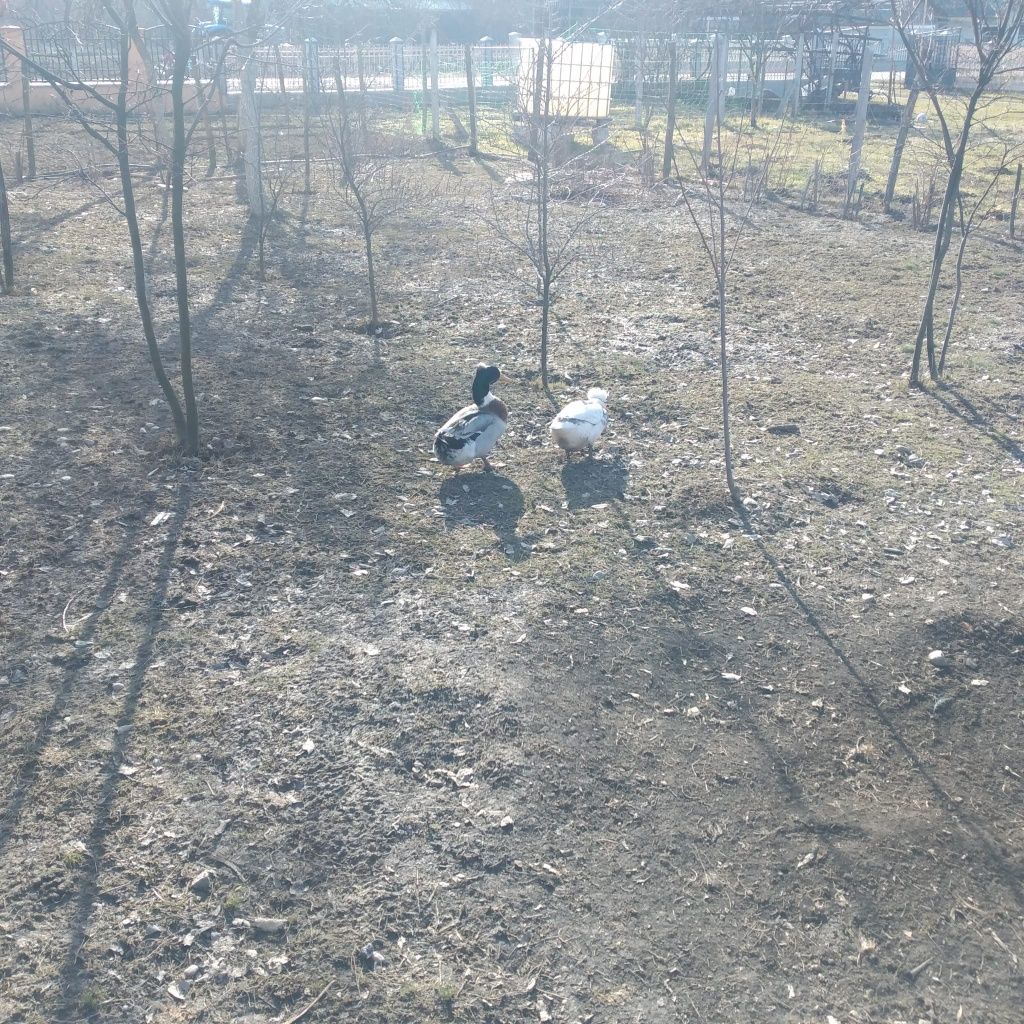 Vînd familie rațe moțate