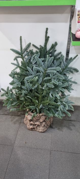 Продаю нобилис (датская пихта)