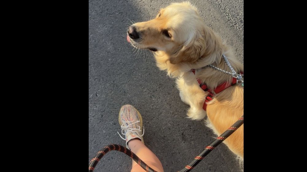 Plimb caini - Zona Pipera, Voluntari, Herastrau, Floreasca, Baneasa