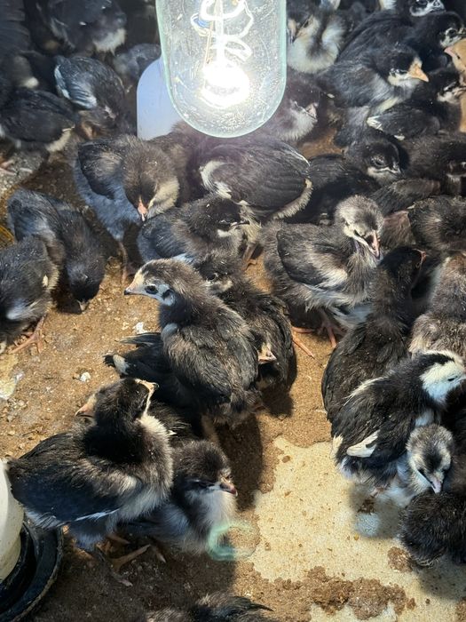 Qora shaxzoda tuxumlari