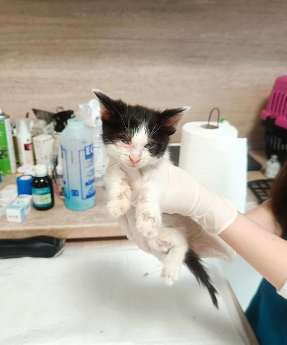 2-месечно момченце търси дом!