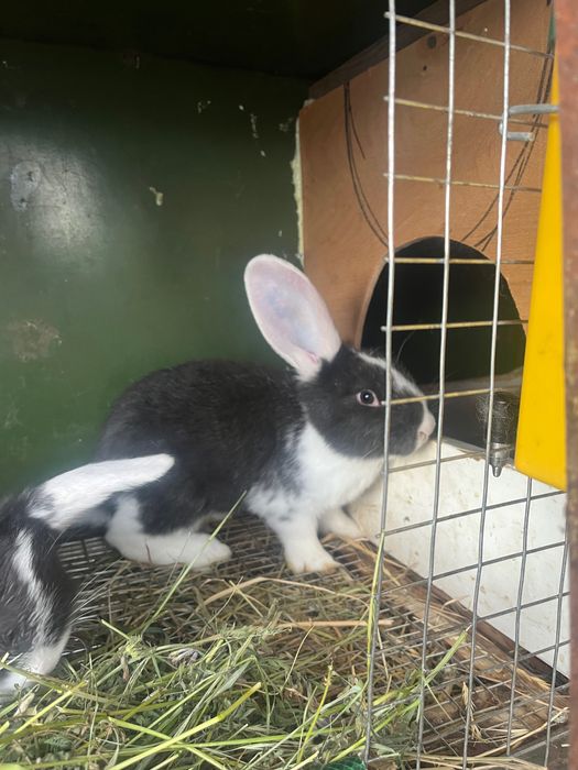 Зайци Кочовати (немска пеперуда) ЛИКВИДАЦИЯ.