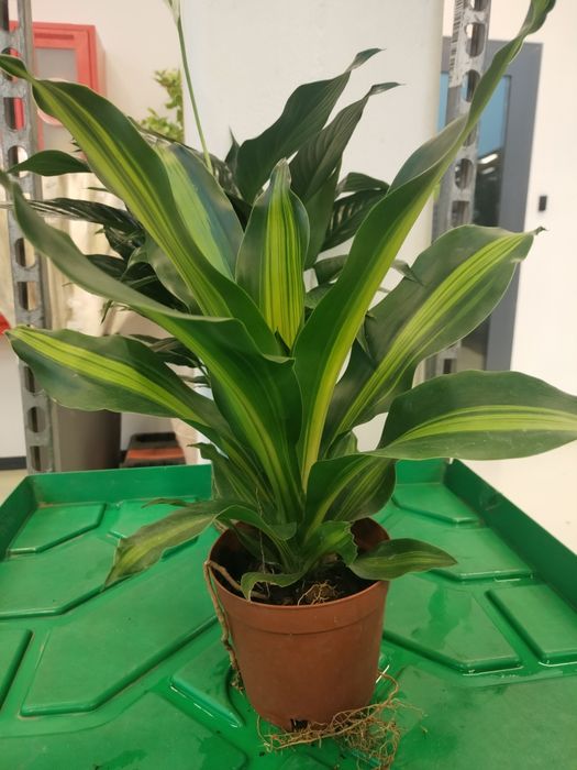 Комнатные горшечные растения