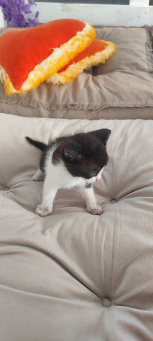 Pisicuți mici adoptie
