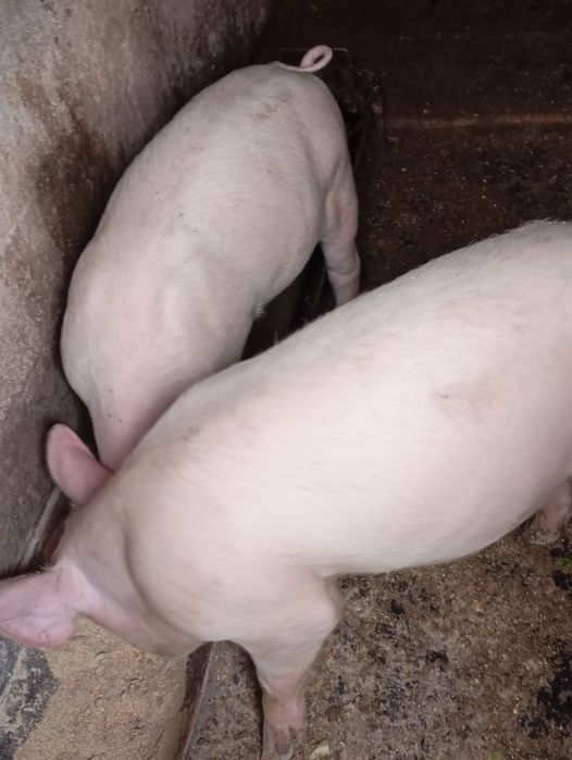 Cereale de anul acesta