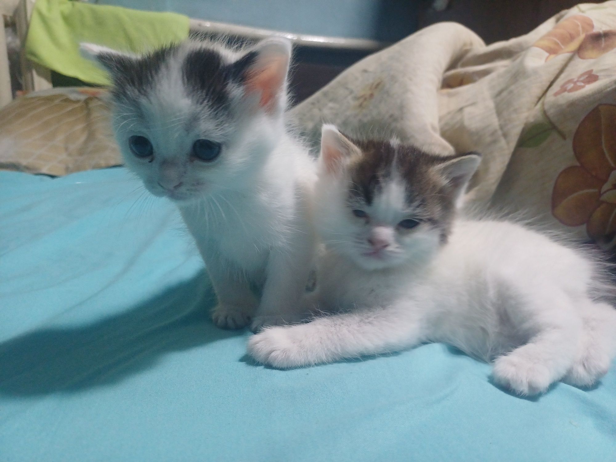 Котята ищут дом!