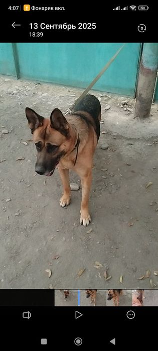 Продаётся немецкая овчарка кабель