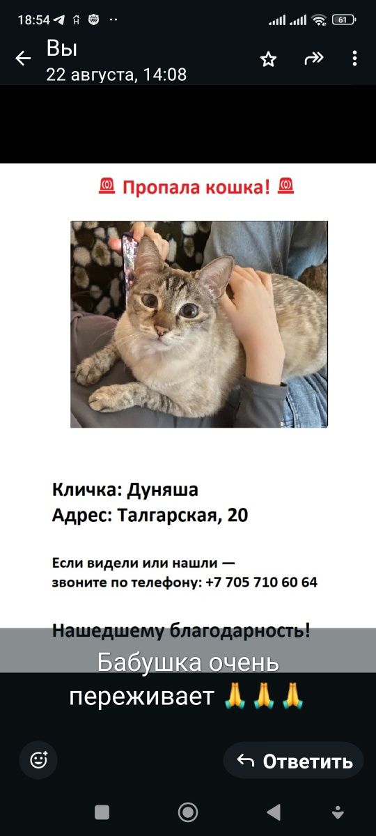 Пропала кошка Дуня, Дача ПКСТ Талгарское,это дача,конец Талгара