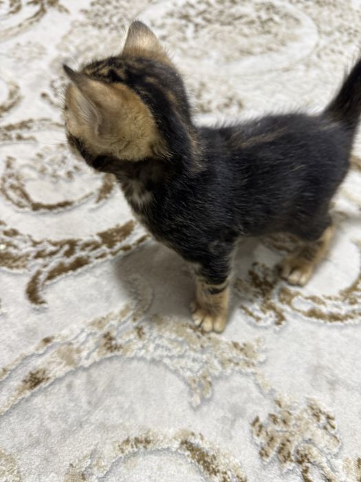 Bengalsky mushuk srochni sotiladi !!!