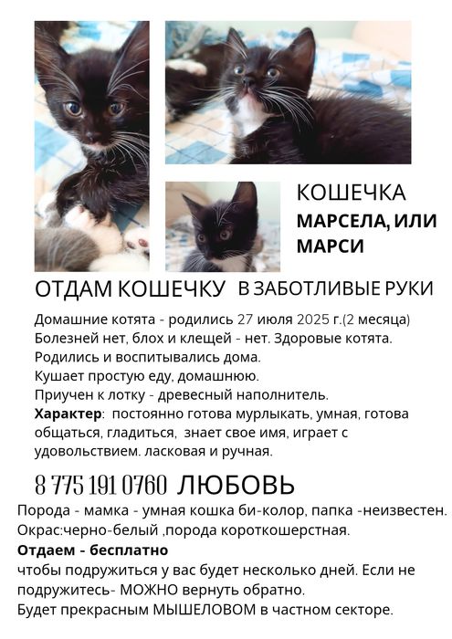Отдам обонятельную кошечку в заботливые руки