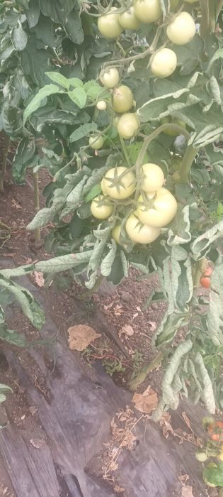 De vânzare gogonele