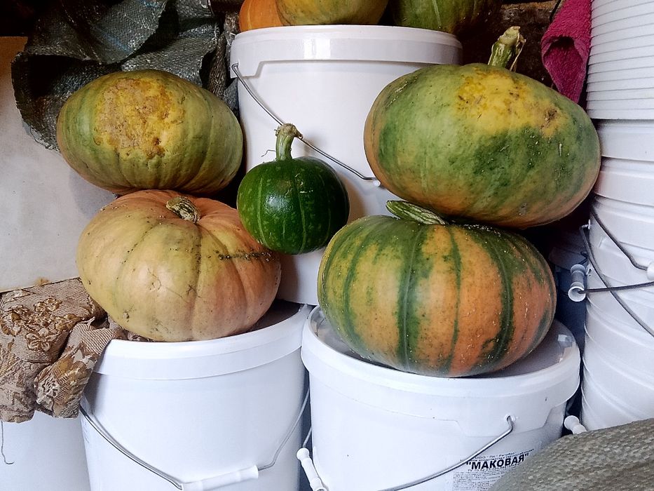 Продам тыквы, патисоны , кабачки