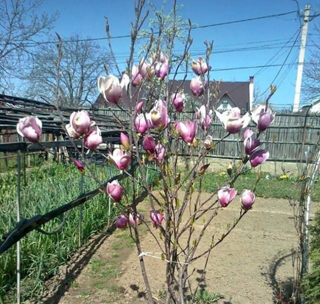 Magnolie tufa copaci ornamentali