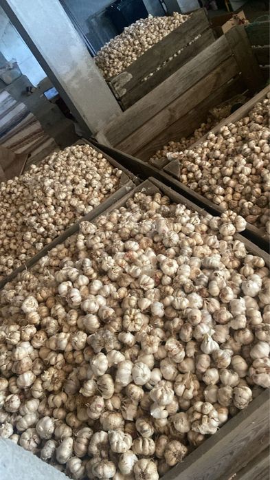 Usturoi de samanta- de plantat in pamant